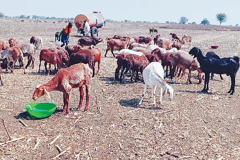 Anugraha scheme not get to shepherds
