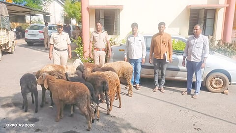 sheep thief Arrested