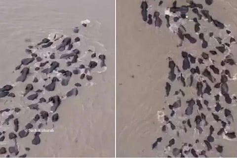 Captures Rare Sight Of Elephant Swimming In Across Brahmaputra River