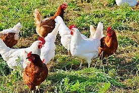 Chicken