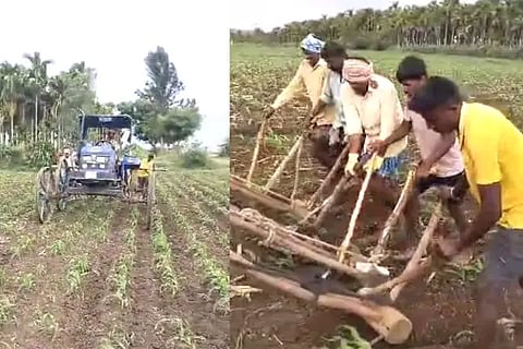 Davanagere, Agriculture, Maize, Crop,