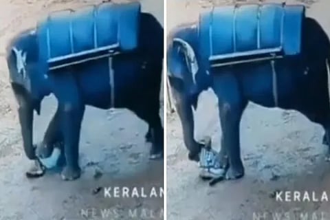 Elephant