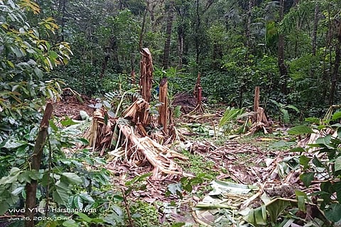Elephant menace in Hanagal