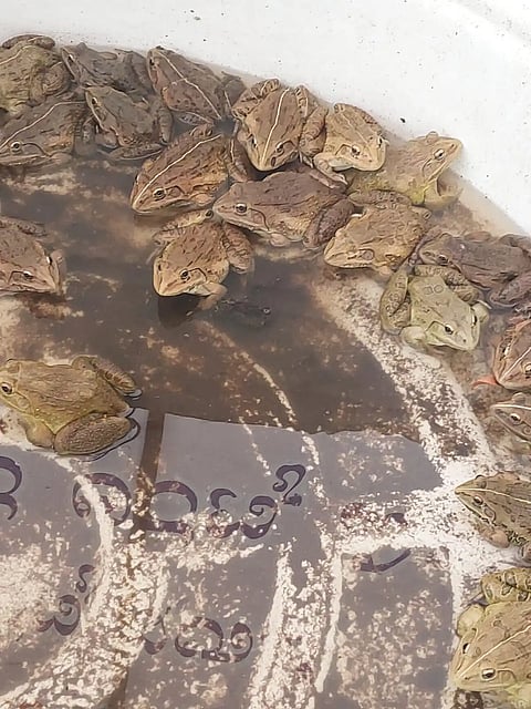 Frog