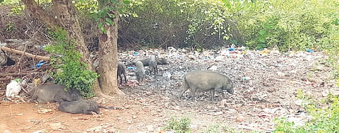 HNL PIG
