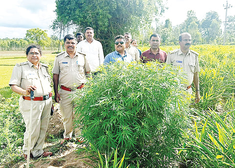 ಶುಂಠಿ ಗದ್ದೆಯಲ್ಲಿ ಬೆಳೆದಿದ್ದ ಗಾಂಜಾ ಗಿಡ ವಶ