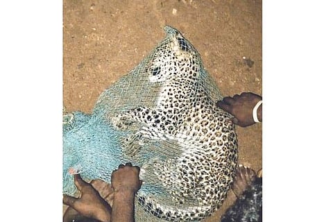 Hadagali Leoprad cub