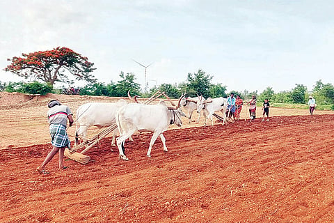 Hospet formars bittane