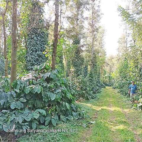 ವೈಜ್ಞಾನಿಕ ಕೃಷಿಯಿಂದ ಅಧಿಕ ಲಾಭ