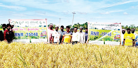 ಆರ್‌ಎನ್‌ಆರ್ ತಳಿಯಲ್ಲಿ ರೋಗ ನಿರೋಧಕ ಶಕ್ತಿ