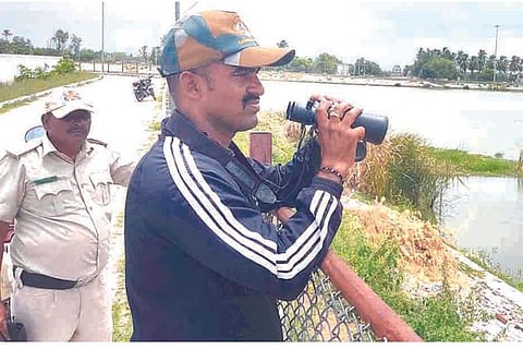 Kampli Crocodail
