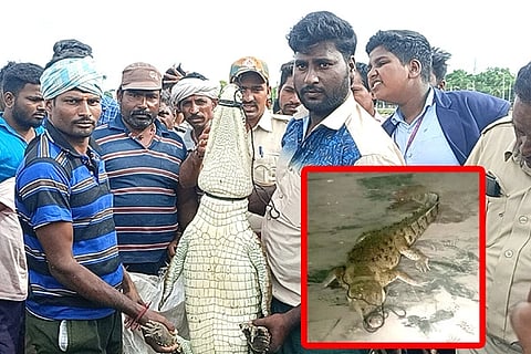 Kampli Lake Crocodile