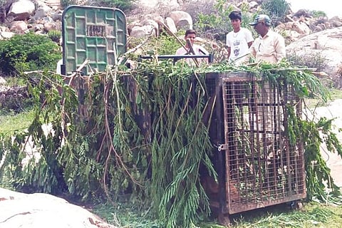 Kampli Leoprad