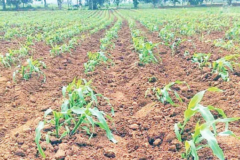 Lack of moisture for crops