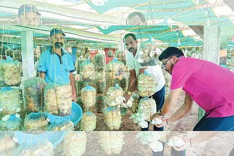 Mashroom