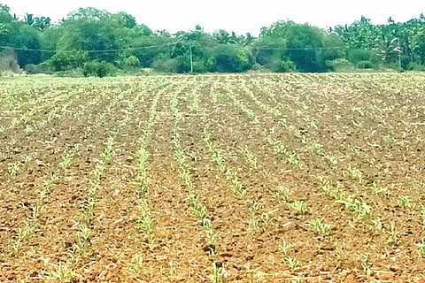 Mayakonda, Sunflower, Maize,