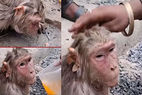 Monkey ORS