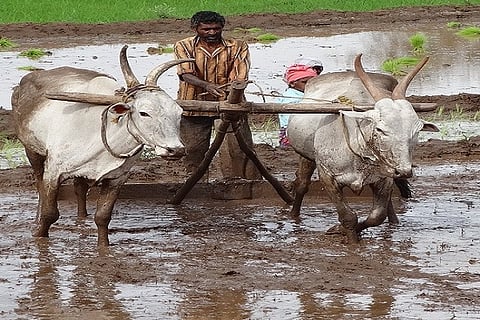 Monsoon is expected to be promising