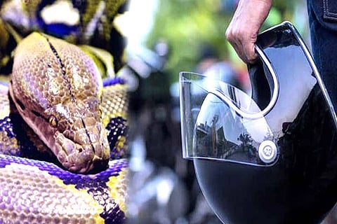 Snake Helmet