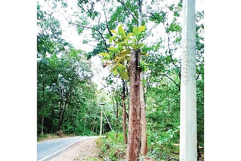 TREE
