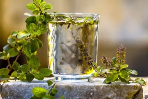 Tulsi Water