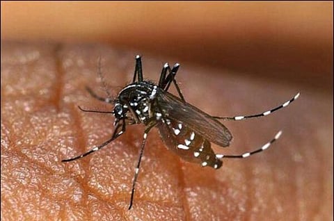 UDP-30-1-Dengue