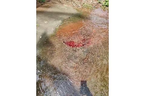 Blood Mixed Water