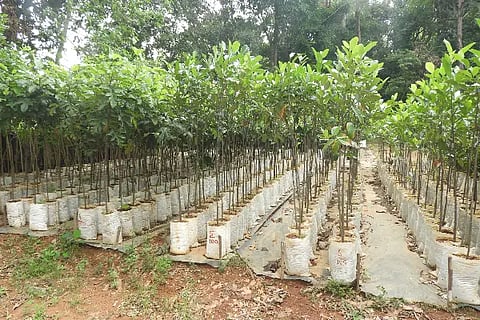 aranya (1)