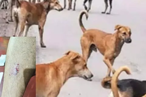 dog