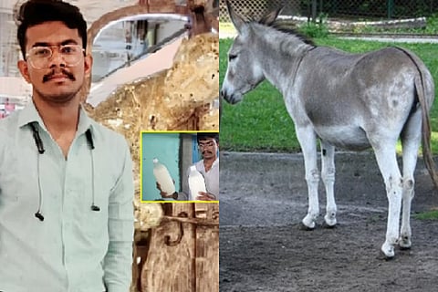 donkey