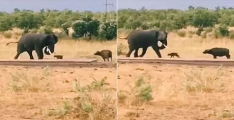 elephant