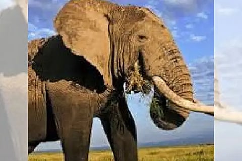 elephant