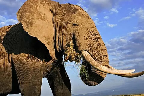 elephant