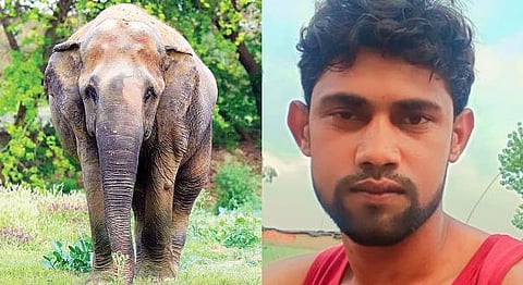 elephant