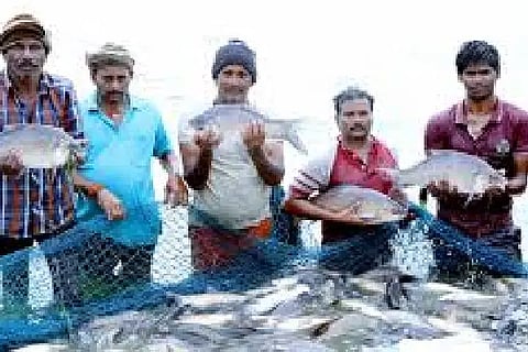 fish