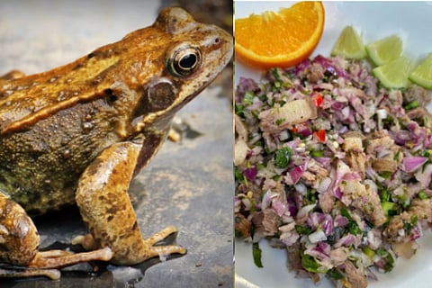 frog