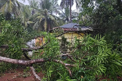 house tree