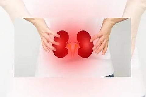 kidney