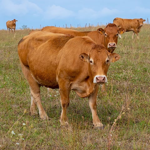four Limousin cows standing in a row on a green field in France