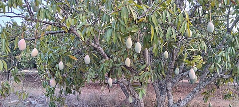 mango loss