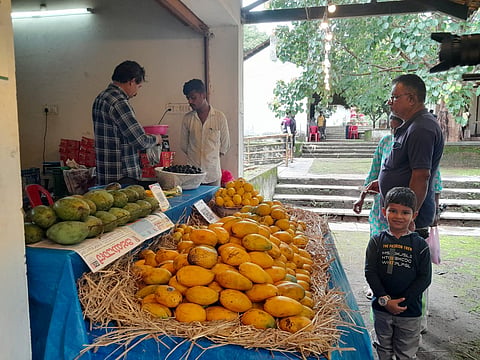 mng--22 june pilikula mango