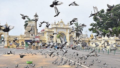 mysore