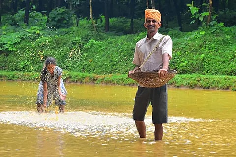 paddy-1