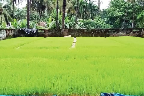 paddy agri