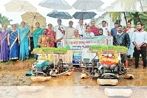 paddy planting