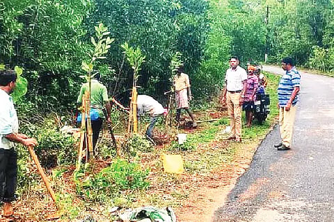 planting