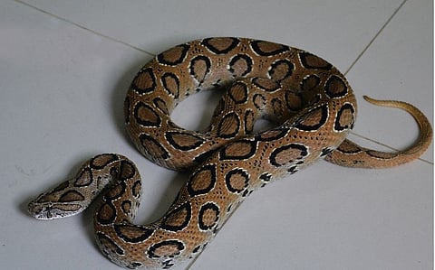 snake 1