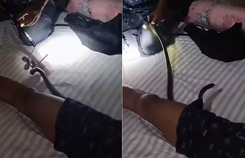snake