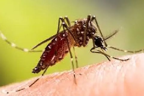 dengue