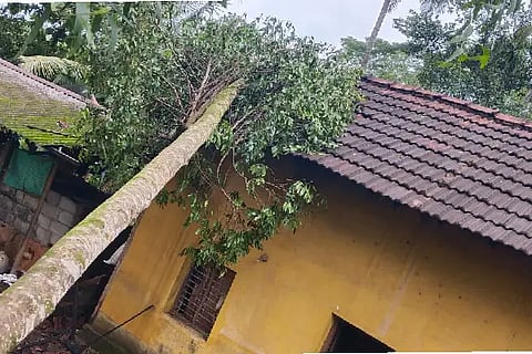 tree